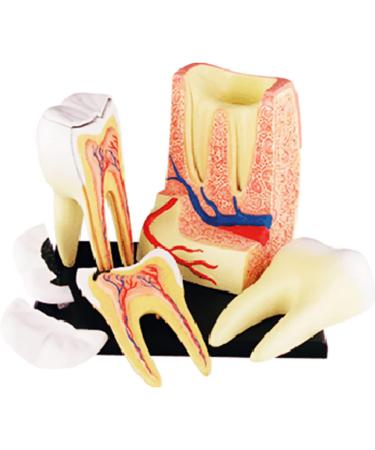 Liusu 4D Human Tooth Anatomy Model - 23-Part Dental Demonstration Puzzle for Medical Education & Training - Buy Online on GoSupps.com
