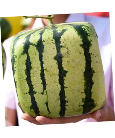 OSALADI Fruit Pumpkin Tools Watermelon Forming Molds Gardening Supplies Vegetable Stereotypes Moss 15x15cm Transparent - Buy Online on GoSupps.com