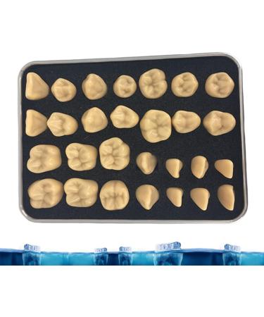 Adult Size Dental Teaching Reproductions - Resin Normal Teeth Model for Dental Care & Practice - Buy Online on GoSupps.com