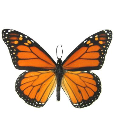 6 Large Monarch Butterfly Temporary Tattoos by Butterfly Utopia - Buy Online on GoSupps.com