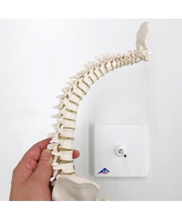 3B Scientific A18/21 Mini Human Spinal Column Model "Flexible" on Base 17.3-Inch Height - Buy Online on GoSupps.com