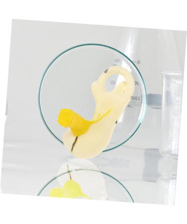 Buy Mobestech Ear Labyrinth Model - Realistic Human Ear Anatomy Display | Perfect Teaching Prop for Education - Buy Online on GoSupps.com