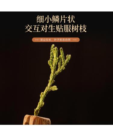  HQZMCTE Natural And Raw Green Chinese Herbs Ce Bai Ye Ce Bo Ye Raw And Dried No Additives 500g - Buy Online on GoSupps.com