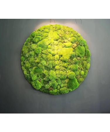Prefleur Preserved Pole Moss Pillow Bun - DIY Kit for Natural Green Decor, Terrariums, and Wedding Decor (1.5 sq.ft. Green-B) - Buy Online on GoSupps.com
