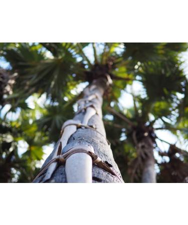  Wohltuer Wohltuer MCT Organic Oil 250 ml Made from pure organic coconut oil Caprylic acid C8 and capric acid C10 Pou - Buy Online on GoSupps.com