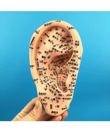 Model for Ear Acupuncture 16 cm The Pressure Point and Meridians Anatomical Model Doctor PVC Acupuncture - Buy Online on GoSupps.com