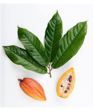 Wander Caotina Surfin Original tin 500 g Swiss drinking chocolate cocoa - Buy Online on GoSupps.com