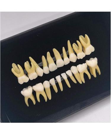 Fhuili Two-Color Permanent Teeth Model - 20 Artificial Dentures for Dental Study & Oral Demonstration - Buy Online on GoSupps.com