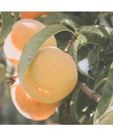 n2 Aromatherapy Apricot Kernel Oil - 900 ml - Vegetable Oil for Body Face Hair Massage - Buy Online on GoSupps.com