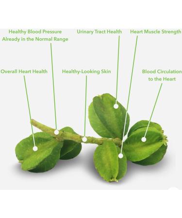 ARJUNA for Healthy Heart (Terminalia Arjuna) - 60 capsules - Buy Online on GoSupps.com