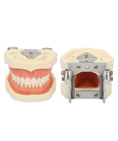 Buy Dental Typodont Teeth Model - 28 Teeth Soft Gums Upper Jaw Cyst Teaching Model for Incision Practice - International Shipping Available - Buy Online on GoSupps.com