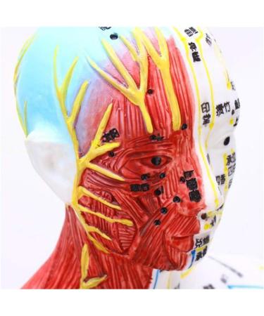 Model Anatomy Professional Medical Acupuncture Male 60cm Super Clear Lettering Half Skin Half Muscle Acupoint Model - Buy Online on GoSupps.com