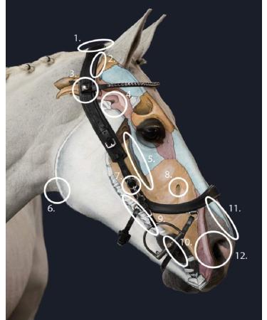 Buy PresTeq FaySport Snaffle Bridle - Brown Full Size | Premium Equestrian Gear | International Shipping Available - Buy Online on GoSupps.com