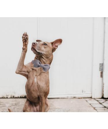 Buy Dogwong Gray Dog Collar with Removable Fly - Adjustable & Comfortable for Small to Medium Dogs | Perfect Gift for Young Dogs | Pack of 1 - Buy Online on GoSupps.com