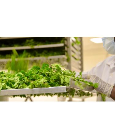 Organic Moringa from ME - Powder 300 g - Superior Quality - Vitality - Energy - Skin - Multivitamins - Multiminerals - Proteins - Anti-inflammatory - Antioxidants - Buy Online on GoSupps.com