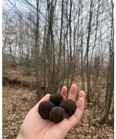 Summer asparagus and truffle cream Tuber Aest Vitt 80 g ready to use Gourmet Made in Italy - Buy Online on GoSupps.com