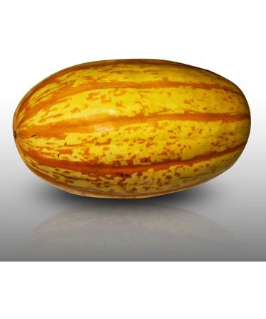 10 Seeds - SPAGHETTI Squash Vegetal - Cucurbita pepo - Buy Online on GoSupps.com