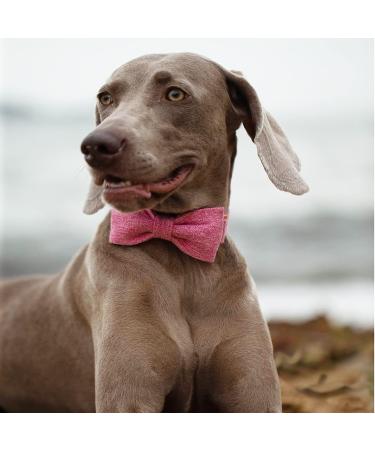 Dogwong Pink Dog Collar with Removable Fly - Adjustable & Comfortable for Small & Medium Dogs | Perfect Gift for Girls (Pack of 1) - Buy Online on GoSupps.com
