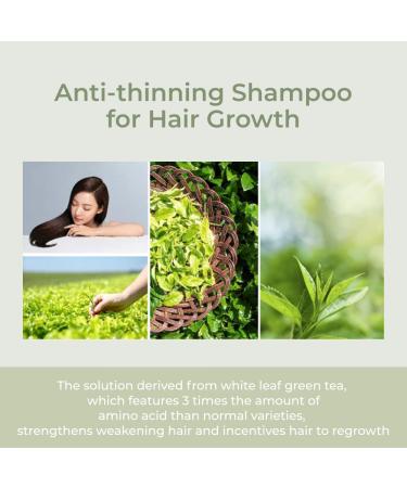AMOS PROFESSIONAL The Green Tea Shampoo 17.6oz | Anti-Thinning & Anti-Hair Loss for Hair Growth | Korean Salon Brand Refresh - Oily Scalp - Buy Online on GoSupps.com