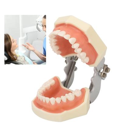 Buy Dental Typodont Teeth Model - 28 Teeth Soft Gums Upper Jaw Cyst Teaching Model for Incision Practice - International Shipping Available - Buy Online on GoSupps.com
