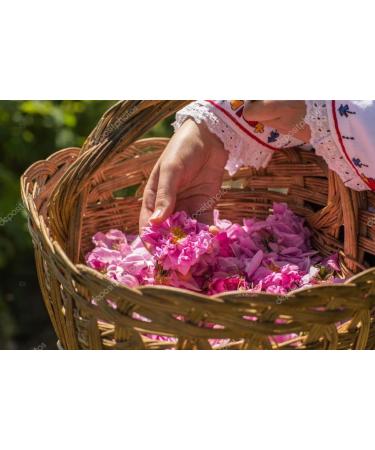 100% Pure Bulgarian Rose Water - 500ml | Natural Skincare & Hydration - Buy Online on GoSupps.com