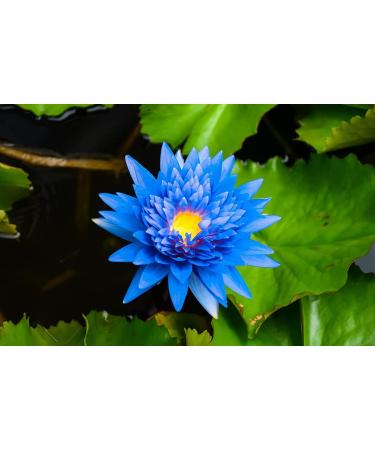 Buy Blue Lotus Essential Oil 100% Pure - Natural 10ml | Premium Aromatherapy for International Shipping - Buy Online on GoSupps.com