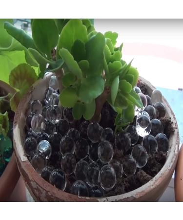 20,000 SooperBeads Clear Vase Filler Gems for Wedding Centerpieces & Decor - Water Growing Gel Pearls for Plants, Sensory Play & more - Buy Online on GoSupps.com