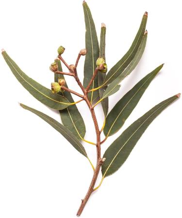 Bondi Wash - Mist Spray - Sydney Pepermint & Rosemary - Buy Online on GoSupps.com