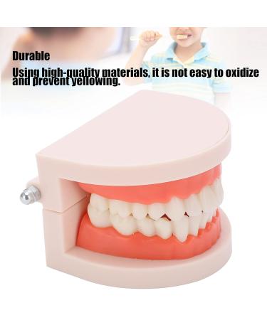 Durable Teeth Model - Ideal Denture Model for Kindergarten & Hospitals | International Shipping Available - Buy Online on GoSupps.com