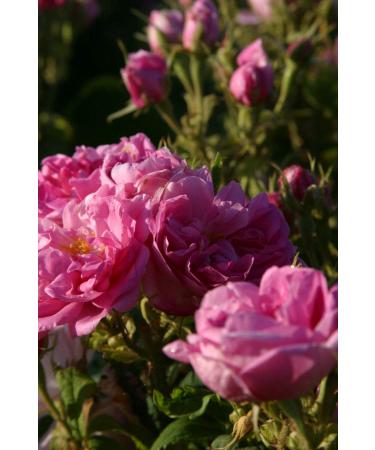 Rose Tart in a Glass | Premium Baking Mix with Real Rose Petals | Perfect Muffin Tartlets | Unique Gift Idea for Baking Friends | 125g - Buy Online on GoSupps.com