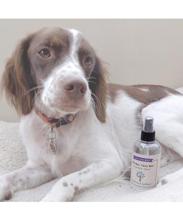 100% Natural Yoga Mat Cleaning Spray | Essential Oils for All Mats | Calming Lavender Mint | Eco-Friendly & Effective Cleaning Solution - Buy Online on GoSupps.com