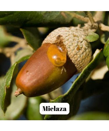 L'abella Mel - Forest honey - Honey harvested in Spain (1 kg) - Buy Online on GoSupps.com