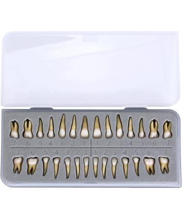 Buy Dental 1:1 Permanent Teeth Model - Ideal for School Demonstrations & Study Practice | International Shipping Available - Buy Online on GoSupps.com