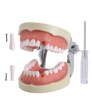 Dental Teeth Model Removable Tooth Teach Practice Model Teeth Model Includes 32Pcs Teeth for Practicing Restorative Techniques Come with A Small Screwdriver