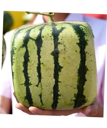 Uonlytech Watermelon Shaping Fruit Tools Pumpkin Growing Molds for Garden Vegetable Shaping Tool Watermelon Modeling Big Rod 15x15cm Transparent - Buy Online on GoSupps.com