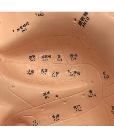 Ear Acupuncture Template Template - Human Giant Ear Acupuncture Template - Chinese Medicine Ear Pattern - Buy Online on GoSupps.com
