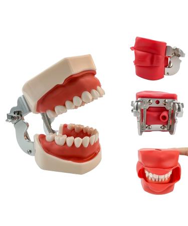 Teeth Soft Gum Phantom Head Study Model with 28 removable teeth simulates cheeks