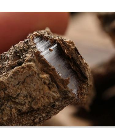 Eucommia Ulmoides Cortex Eucommiae Eucommia Ulmoides Skin Du Zhong Pi Ulmoides Eucommia Bark Natural Wild Eucommia Bark Eucommia Bark Cortex Eucommiae Ulmoides (250grams) - Buy Online on GoSupps.com