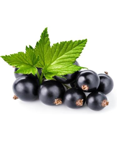  LONDON FRUIT & HERB COMPANY London Fruit | Blackcurrant Infusion | Individual Infusion Sachets - 6 x 20 Filters (240 Gr) | Fruity Herbal Tea Without Caffeine - Buy Online on GoSupps.com