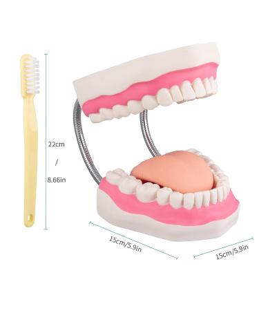 LVCHEN Mouth Model for Speech Therapy - Dental Hygiene Teeth Model with Movable Tongue and Denture Toothbrush - Buy Online on GoSupps.com