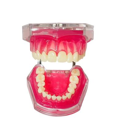 Dental Tooth Extraction Model Full Mouth Detachable 28pcs Tooth Simulation Facial Skin Model For Dentist Teaching Study (Teeth Model) - Buy Online on GoSupps.com