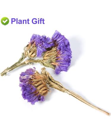 PlantGift Don't Forget Me Flower/Forget-me-not Flower Tea 30G/1oz Dried Myosotis Sylvatica Flower Potpourris Flowers DIY Candle Making Wedding Decoration - Buy Online on GoSupps.com