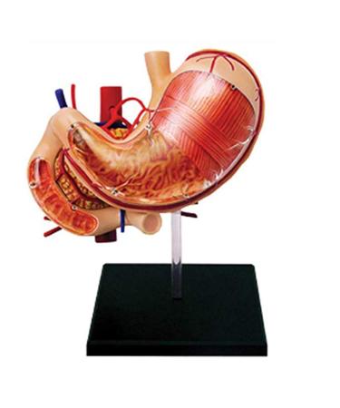 Educational Model Human Stomach Organ Anatomical Model Organ Anatomy Detachable 12 Parts Medical Teaching Model Medical Models
