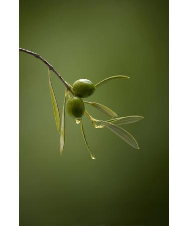 Tapenades Olives noires Fran aise Nyons -180 g x 12 - LE BRIN D'OLIVIER - Buy Online on GoSupps.com