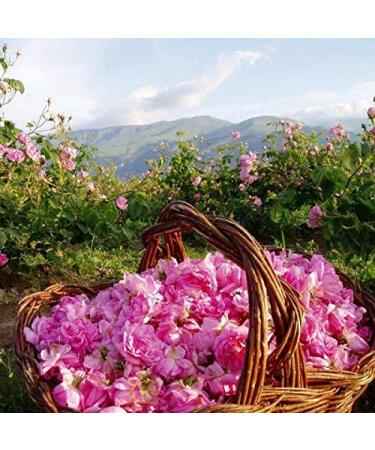 Rose Bulgarian Body Lotion - Moisturizing & Rejuvenating Natural Oil Formula - Buy Online on GoSupps.com