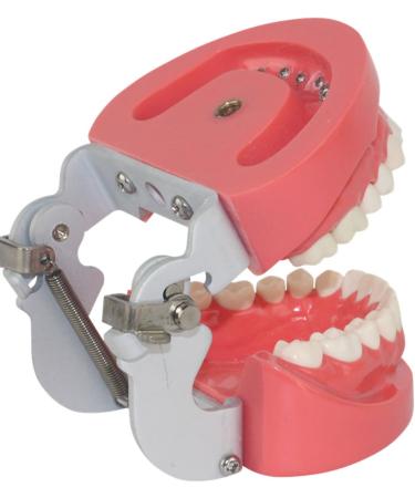 Adult Dental Standard Teeth Model - 28 Pieces for Teaching Studying & Patient Communication - International Shipping Available - Buy Online on GoSupps.com
