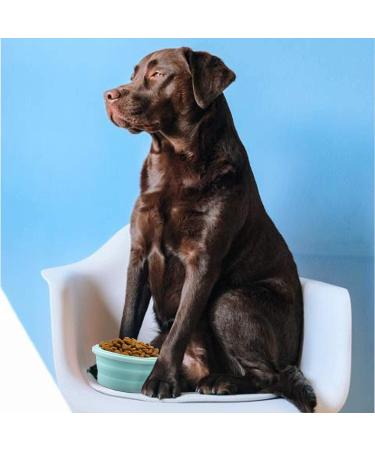 Buy Luter 2-Piece Collapsible Dog Bowl Set - 350ml Silicone Travel Bowl with Lid for Pets - Portable Feeding Cup & Saucer for Camping & Kennels (Pink Blue) - Buy Online on GoSupps.com
