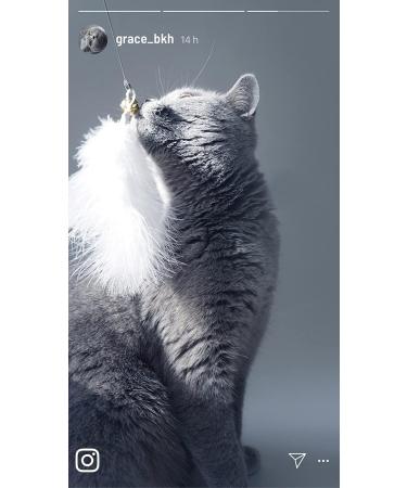 Premium Catslang Cat Toys | Natural Leather & Springs | 4-Piece Set for Cats | Handmade in Germany - Buy Online on GoSupps.com