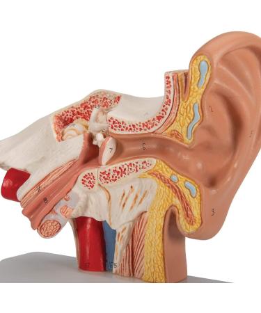 Human Ear Model 1.5 Times Natural Size Model with 2 Parts Illustrating Ear Regions Humans Ear Cleaner Internal Ear - Buy Online on GoSupps.com
