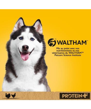 Pedigree Protein + Dog Meals - Turkey and Chicken Terrine Box for Adult Dogs - 800 g Pack of 12 (800 g x 12) - Buy Online on GoSupps.com